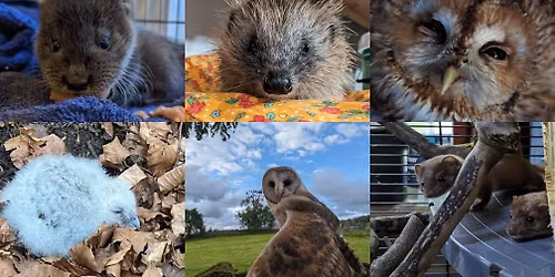 Vale Hedgehog First Aid and Rehabilitation Training Event