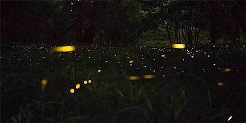 Firefly Hike at Wizard Ranch Nature Preserve