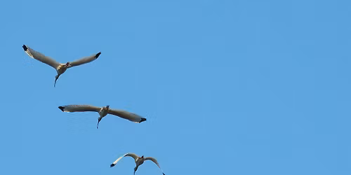 Christmas Bird Count