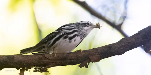 Fall Migration Bird Tour in Brooklyn Bridge Park