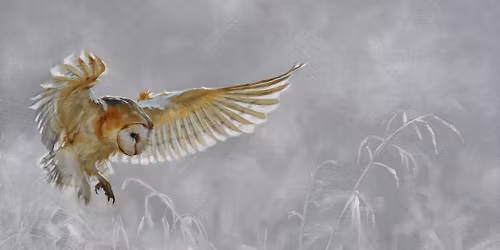 Owl art Exhibition-Festival of The Owl