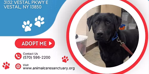 Pop Up Adoption Event