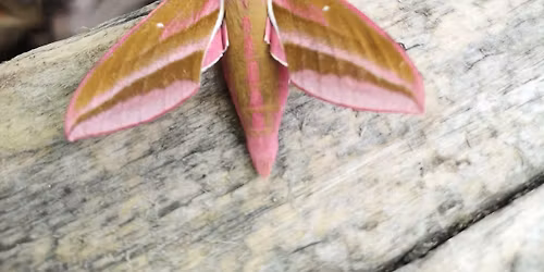 Moth Morning - Fortrose Library