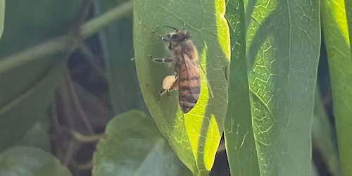 Dads and Bees
