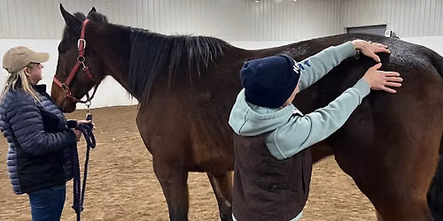 Bowen Therapy for Horses Level 2