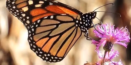 Migrating Monarchs