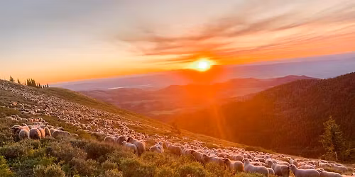 Sheep in the Foothills