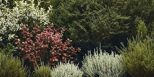 How to Create an Evergreen Privacy Screen that Both You and Your Neighbors