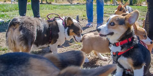 Marco Dog Park - Big Meet