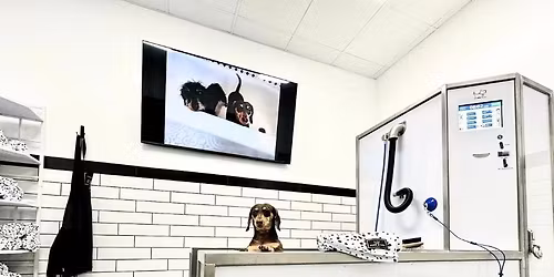 M.A.S.H. Adoption Event