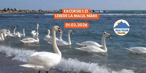\ud83e\udda2 EXCURSIE 1 ZI \u2013 LEBEDE LA MALUL M\u0102RII \ud83c\udf0a 01.03.2026