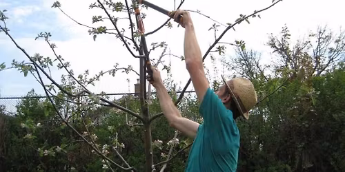 Introduction to Fruit Tree Pruning