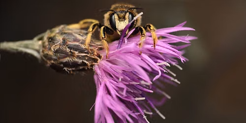 A Day of BEEing