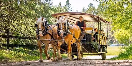 Late Fall Horse Drawn Trolley Rides