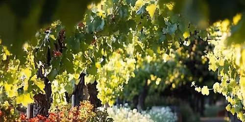 Mimosas & Yoga Stretches and Sips Class