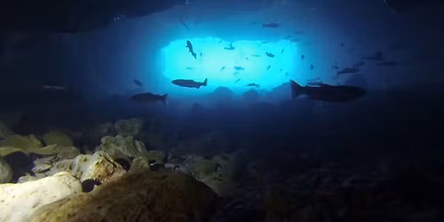 Bennett Springs Dive 