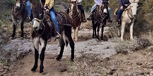 Desert Donkey Fall Trail Ride
