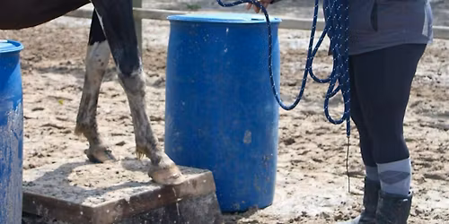 Training voor ruiters om te gaan bij schrikreacties paard (Schriktraining)