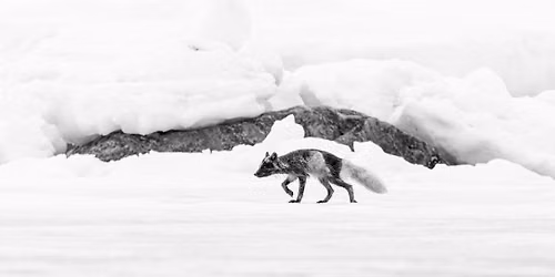 Conf\u00e9rence Leica avec Olivier et Fr\u00e9d\u00e9ric Larrey au Salon Photo & Vid\u00e9o