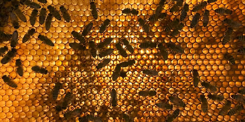 Beekeeping for Beginners \u2013 Spring Workshop 2 of 4