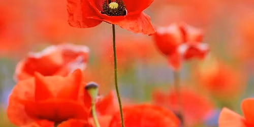 Remembrance Sunday Service