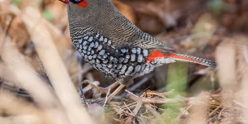 Mid-week Campout, Albany