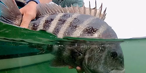 Catch a Convict Sheepshead Showdown