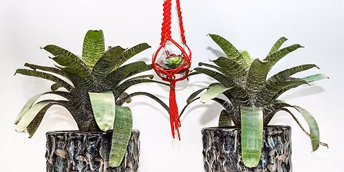 Macram\u00e9  Plant Hanger - Succulent Glass