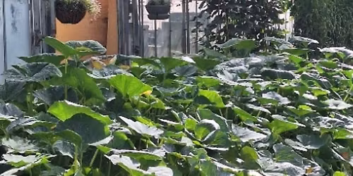 Creating a 'no-dig' bed for Spring