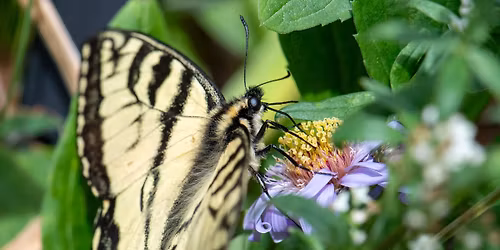 Fireside Chat \u2013 Butterflies of the Anchorage Area