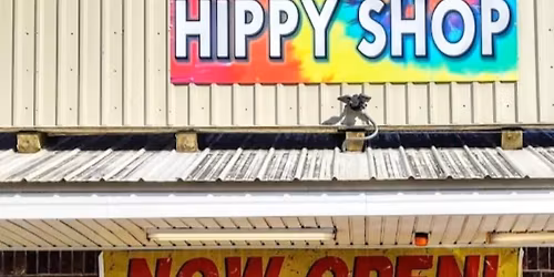 BLACK FRIDAY BLOWOUT