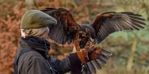 Hunting with Hawks and Cooking with Fire
