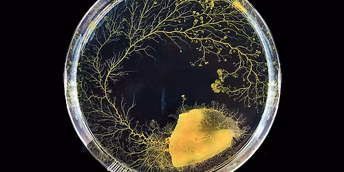 I Always Wanted to Become Everyone