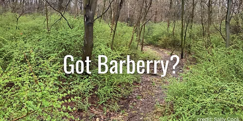 Japanese Barberry Trade-Up at ISN