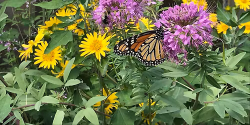PATH - Native Plant Sale