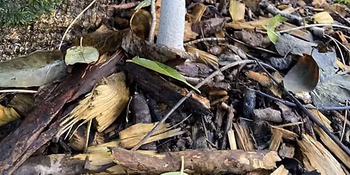 Mushroom Foraging Tour 