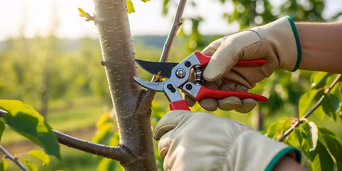 \ud83c\udf33 Formation \u00e0 la taille des arbres fruitiers \ud83c\udf4f
