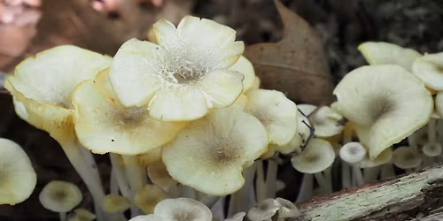 Mushroom and Fungi of the Wissahickon Walk
