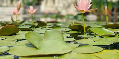 Twin Hearts Meditation & Pranic Healing Clinic @ McKinney Tx