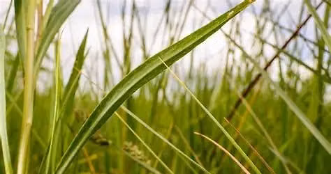 Speaker Series: Sedges have more than Edges: The Incredible Life of These Grass-Like Plants
