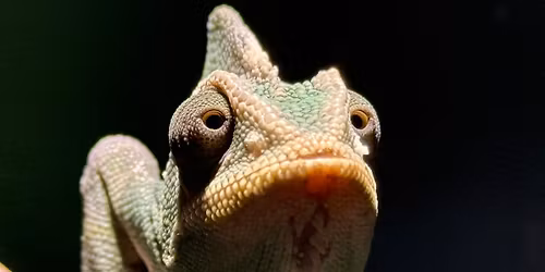 Feed the Lizards \ud83e\udd8e 