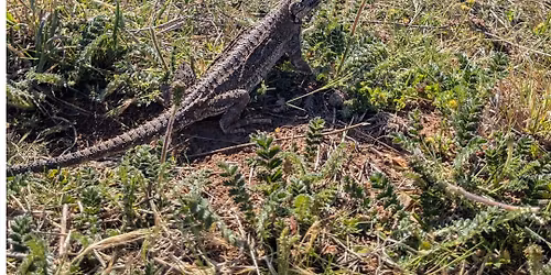 Clean Up Morning at Ainslie Volcanics Grasslands