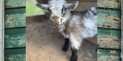 May Baby Goat BINGOAT