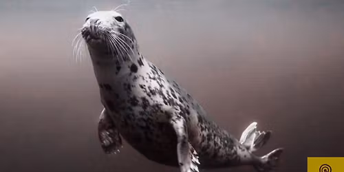 The Selkie's Call - Day Retreat