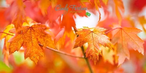 Fall Mini Sessions