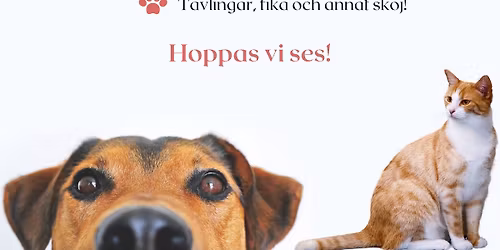 Citykatten 10 \u00e5r! 