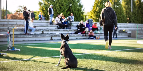 Seminarium agility z Ol\u0105 Gronek