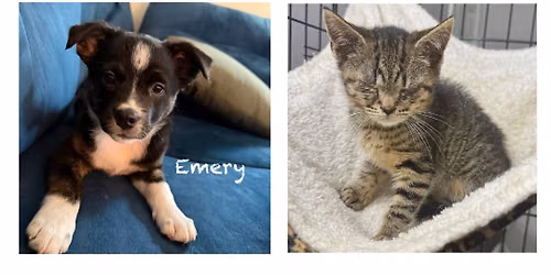 6\/14 Adoption Event at Petsmart Central Park