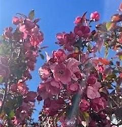 Taradale Volunteer tree planting