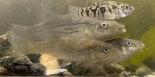 Kids' Day: FINtastic Fish